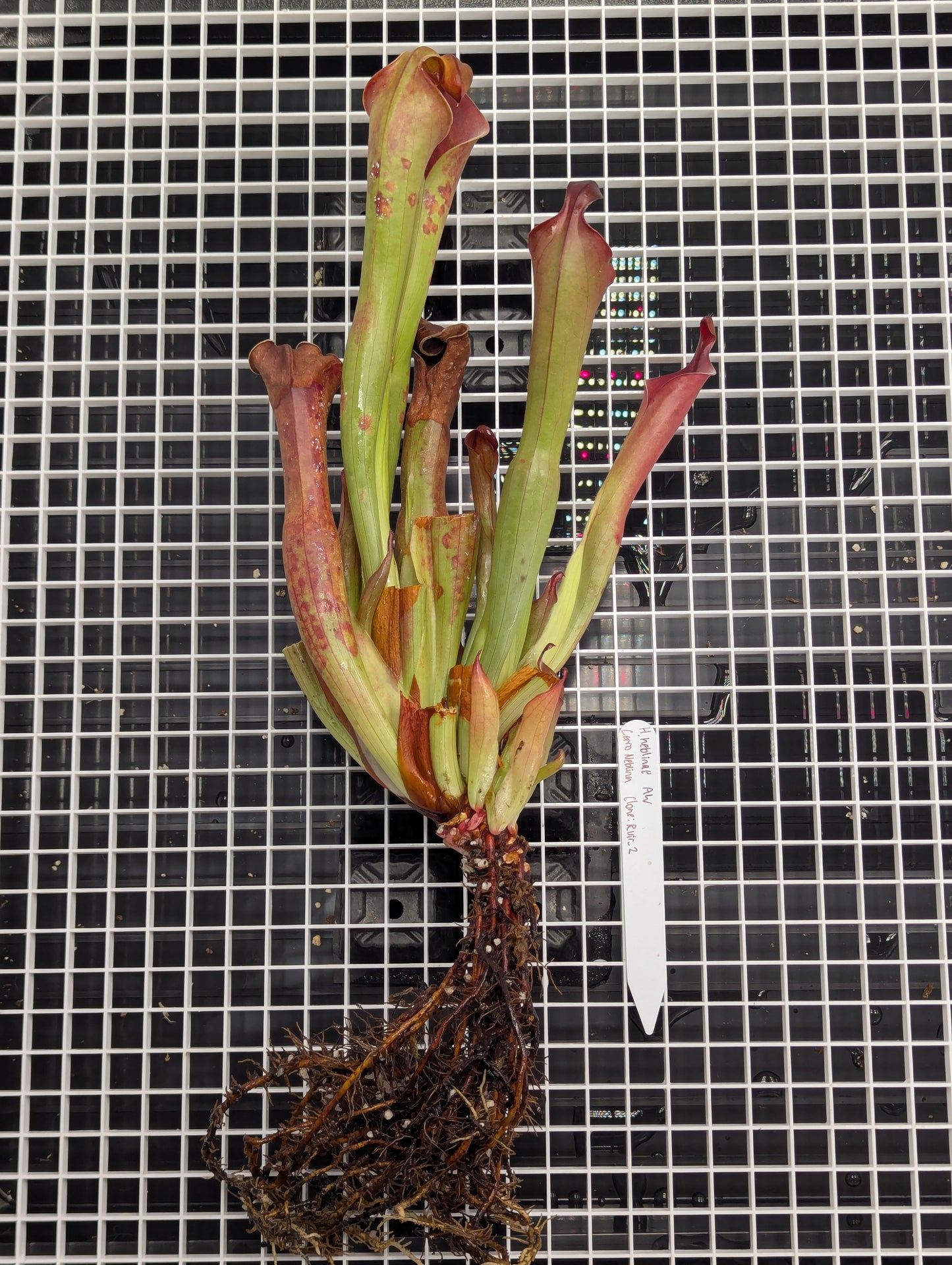 - Heliamphora neblinae - Cerro Neblina - Clone: Rvir2 - Division A -
