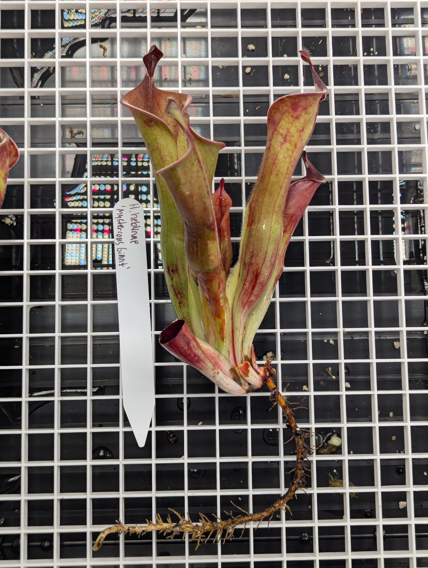 - Heliamphora neblinae - 'Mysterious Giant' - Division A -