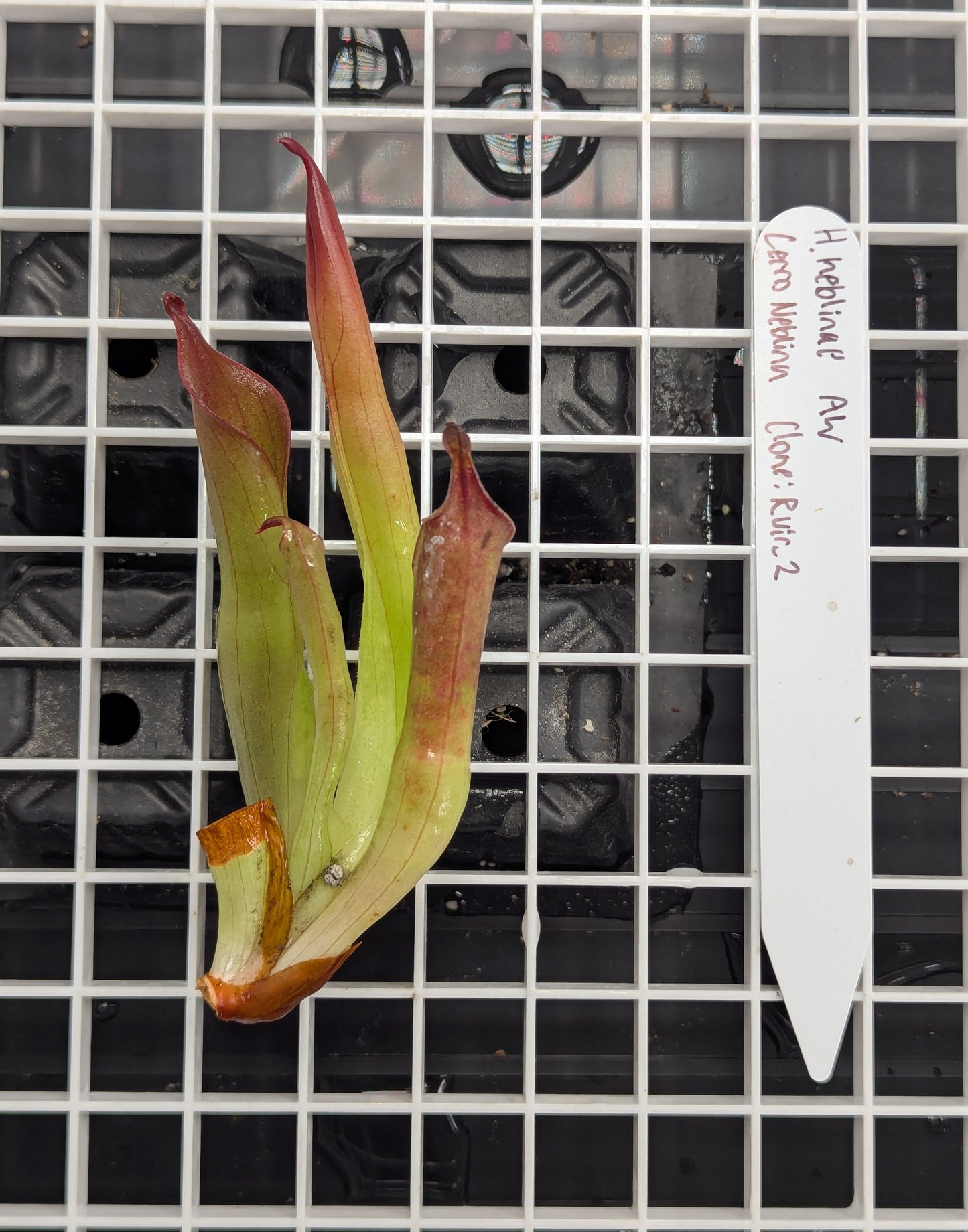 - Heliamphora neblinae - Cerro Neblina - Clone: Rvir2 - Division D -