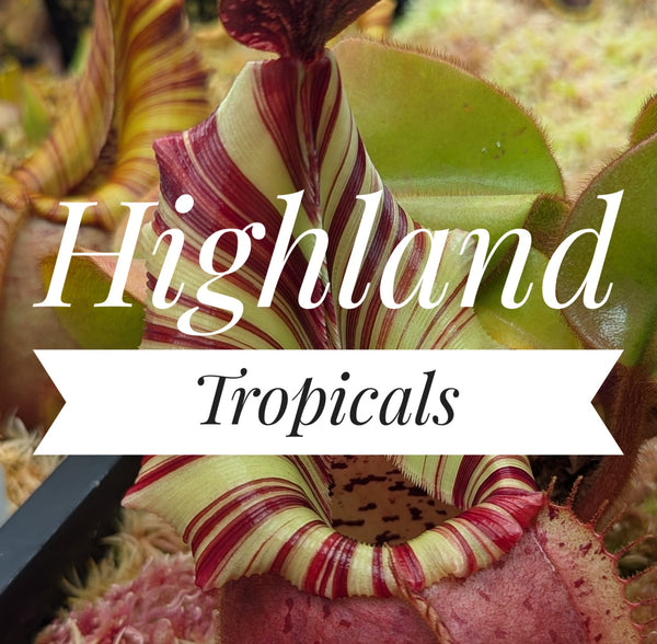 Highland Tropicals