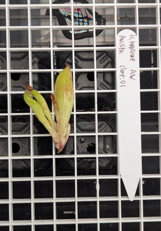 - Heliamphora neblinae - Avispa Tepui - Clone: 01 - Division B -