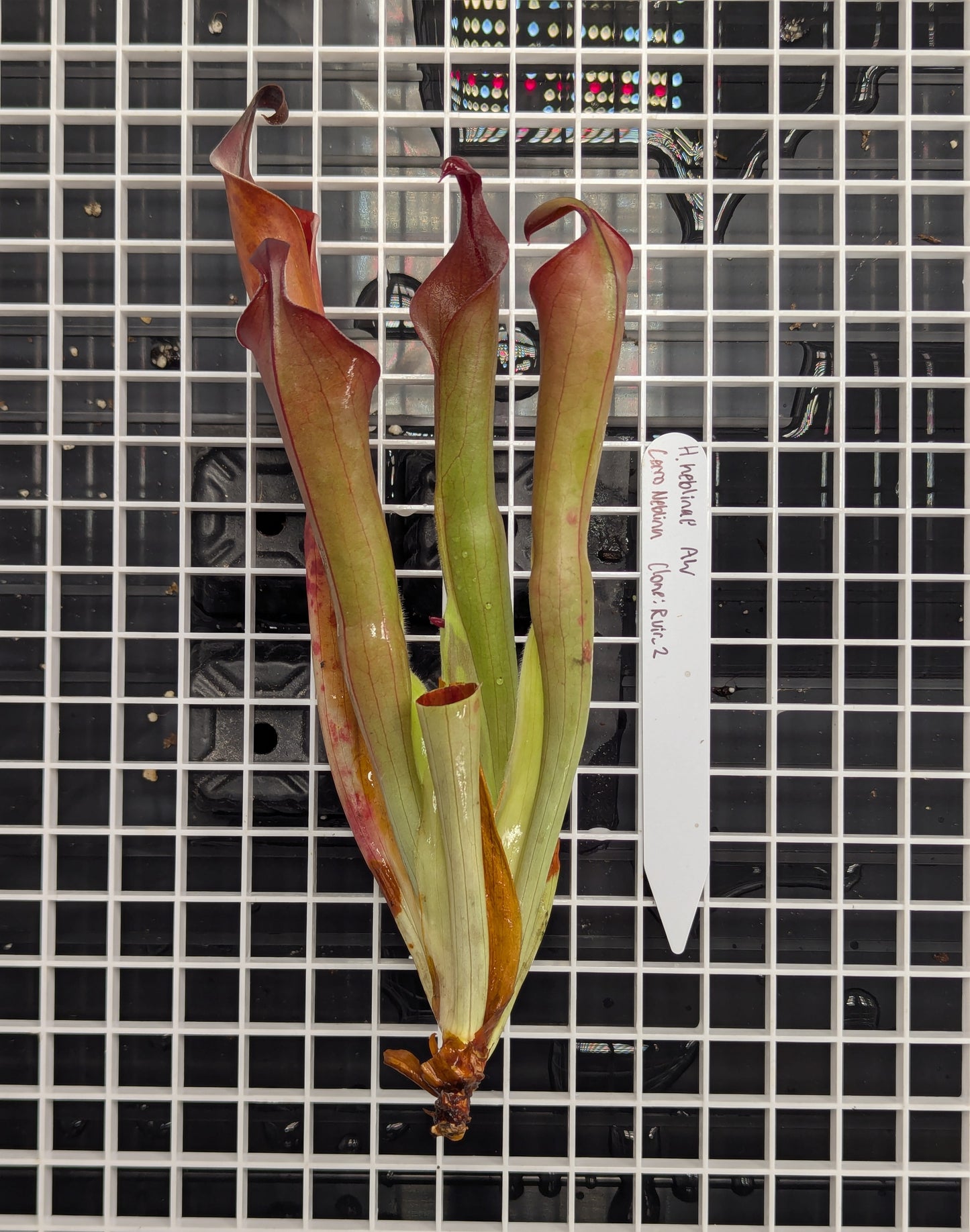 - Heliamphora neblinae - Cerro Neblina - Clone: Rvir2 - Division B -