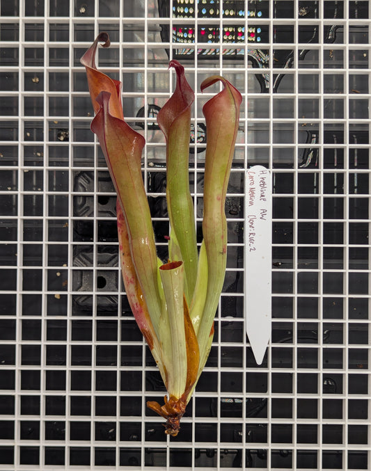 - Heliamphora neblinae - Cerro Neblina - Clone: Rvir2 - Division B -