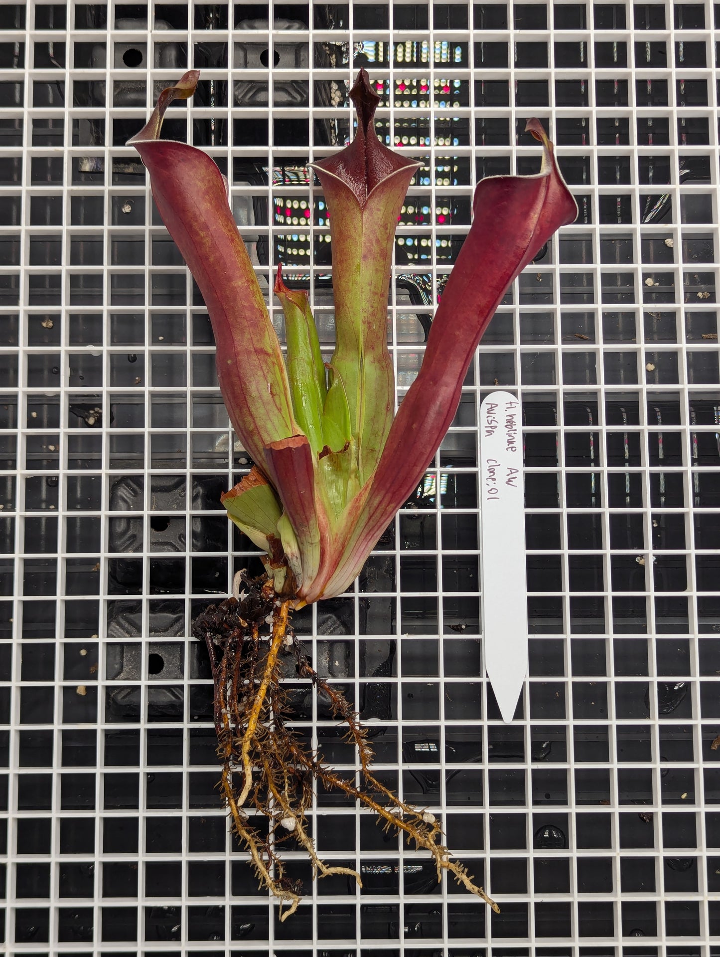 - Heliamphora neblinae - Avispa Tepui - Clone: 01 - Division A -