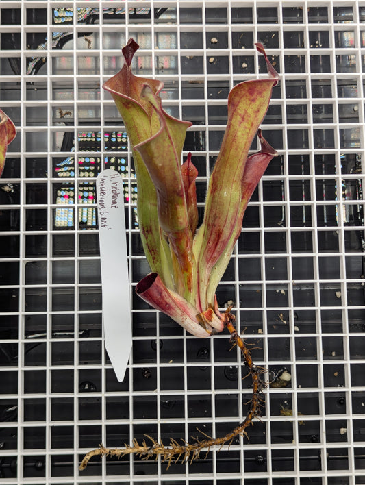 - Heliamphora neblinae - 'Mysterious Giant' - Division A -