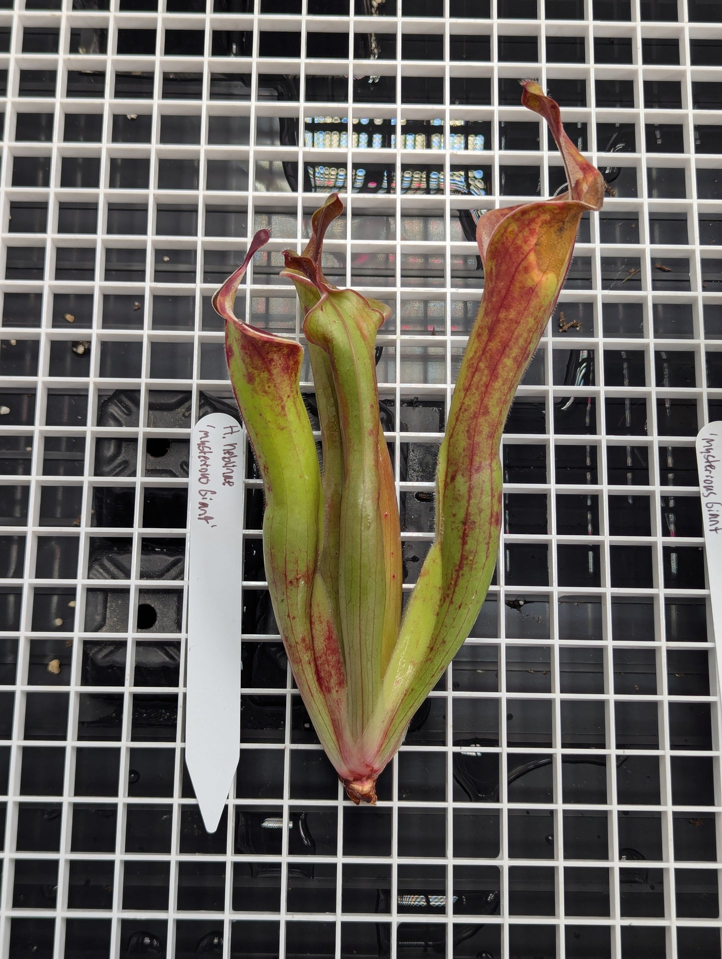 - Heliamphora neblinae - 'Mysterious Giant' - Division B -