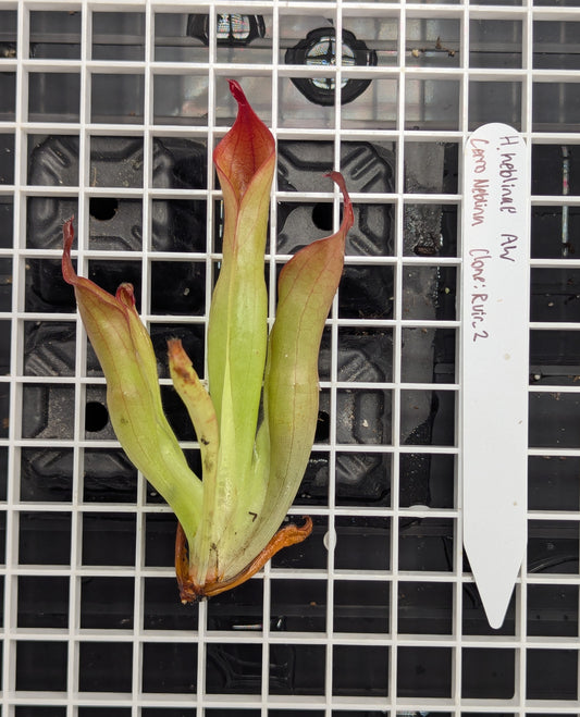 - Heliamphora neblinae - Cerro Neblina - Clone: Rvir2 - Division C -